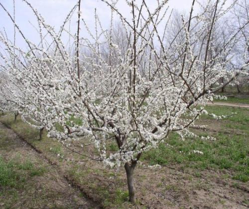 Как формировать алычу Кубанская комета. Описание алычи Кубанская комета