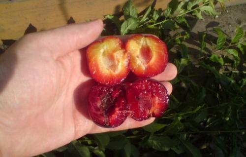 Алыча Кубанская комета. Характеристики культуры