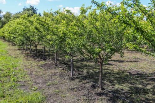 Алыча Кубанская комета посадка и уход. Описание алычи Кубанская комета