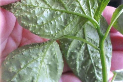 Какие заболевания и вредители могут угрожать домашнему черному перцу. Болезни листьев перца: описания с фото, лечение