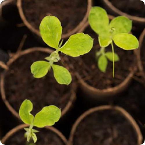 Как выбрать подходящее место для выращивания душистого перца горошком. КАК ВЫРАСТИТЬ РАССАДУ ДУШИСТОГО ГОРОШКА ИЗ СЕМЯН