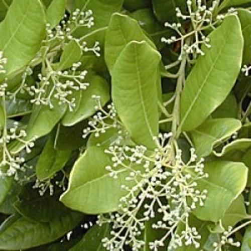 Где обычно выращивают душистый перец горошком. Как растет душистый перец горошком в естественной среде и как его вырастить в домашних условиях