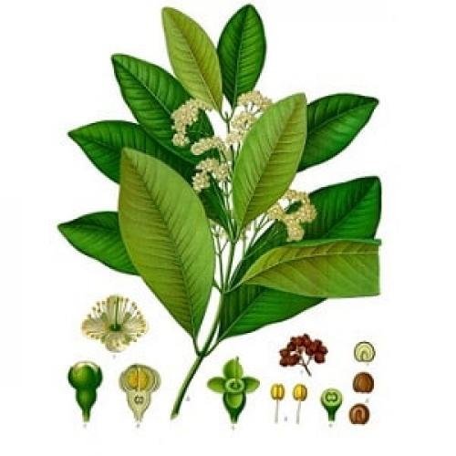 Где обычно выращивают душистый перец горошком. Как растет душистый перец горошком в естественной среде и как его вырастить в домашних условиях