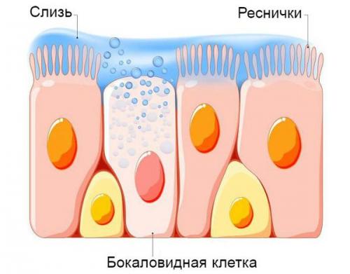 Как избавиться от мокроты. 10 лучших отхаркивающих средств для выведения мокроты у взрослых 03