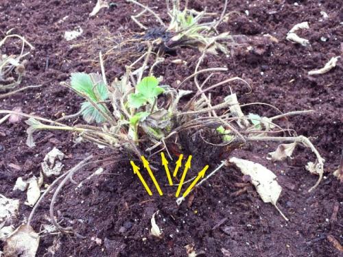 Когда пересаживать клубнику. Пришло лето –, как набраться сил молодым растениям? 06