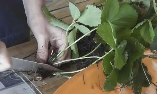 Когда пересаживать клубнику весной в каком месяце. Деление куста