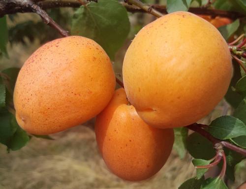 Сорта абрикоса для севера украины. Лучшие сорта абрикосов — самые вкусные, крупные и урожайные