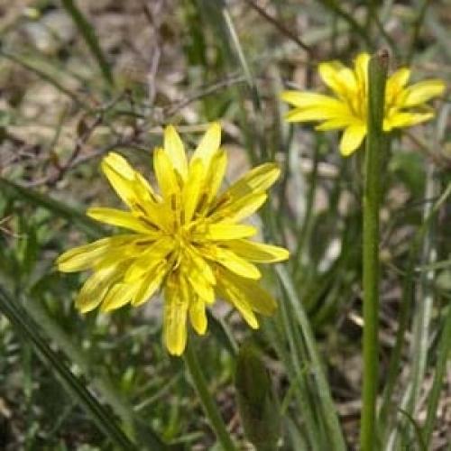 Сок черной моркови в пиве. Что такое сок черной моркови: выращивание, приготовление и применение