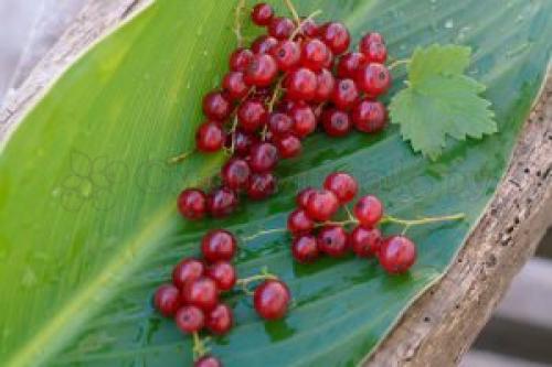 Морс из смородины при беременности. Как действует смородина при беременности?