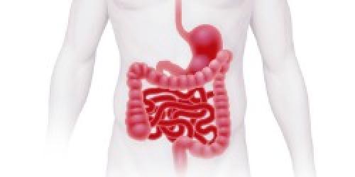 Польза лука репчатого. 9 полезных свойств