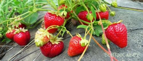 Как сажать клубнику на грядке. Посадка клубники весной в открытый грунт: 7 лучших способов, сроки, схема