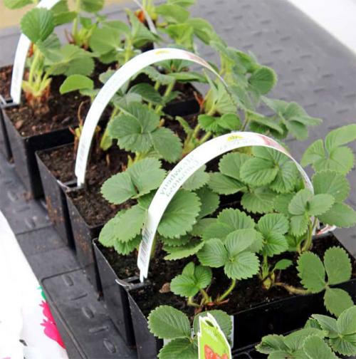 Когда можно сажать клубнику весной. Посадка клубники в открытый грунт осенью, весной, в августе – сроки, схема высадки