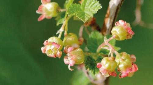 Листья смородины: польза и вред. Лечебные свойства листьев черной смородины, противопоказания, польза и вред для организма