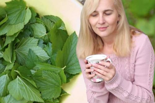 Листья черной смородины для пользы и удовольствия. Когда лучше собирать листья 03