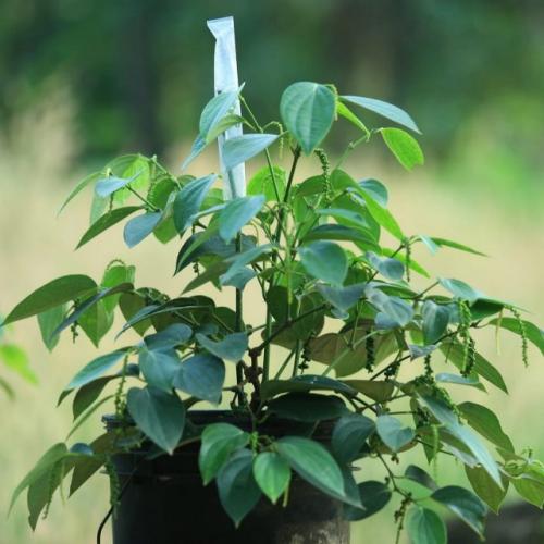 Как собирать плоды черного перца. Описание растения