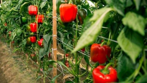 Как узнать, что растение черного перца готово к сбору. Когда снимать перцы с куста: собираем урожай вовремя