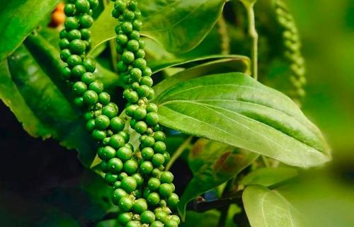 Как выглядит цветок черного перца. Что такое черный молотый перец