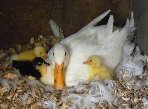 Утки 40 дневки. Вывод утят под наседкой