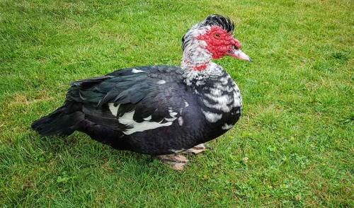 Утка мясо черный. Утки — характеристики популярных пород для разведения