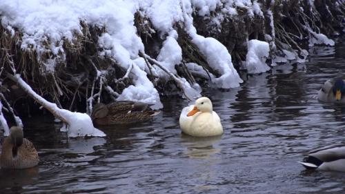 Утки белые. Белая кряква: миф или реальность? Смотрите репортаж канала о животных КАЖДОЙ ТВАРИ ПО ПАРЕ. Выпуск 37