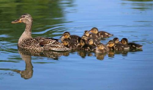 Утка мясо черный. Утки — характеристики популярных пород для разведения