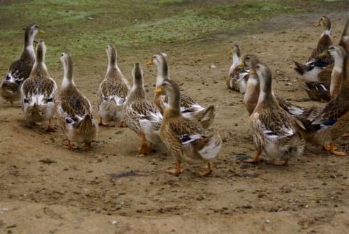 Породистые утки. Утки: фото, описание, лучшие породы