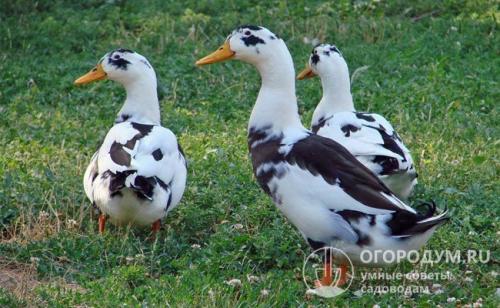 Домашние утки. Породы уток
