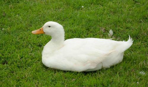 Утка мясо черный. Утки — характеристики популярных пород для разведения