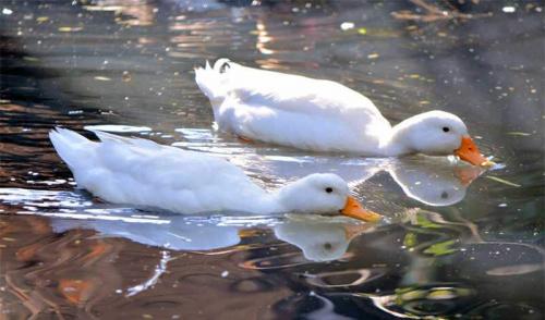 Утка мясо черный. Утки — характеристики популярных пород для разведения