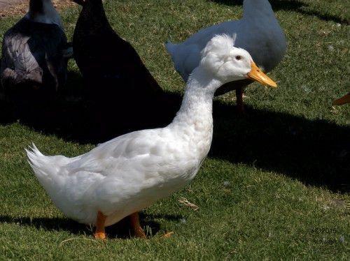 Русская утка. Русская хохлатка