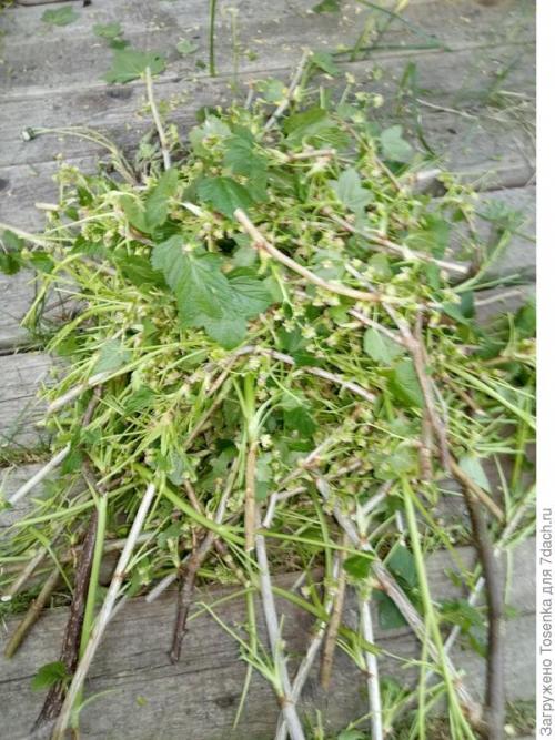 Чай из листьев смородины. Ферментированный чай из листьев черной смородины