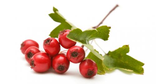 Как долго можно пить отвар боярышника: безопасность и эффективность 07