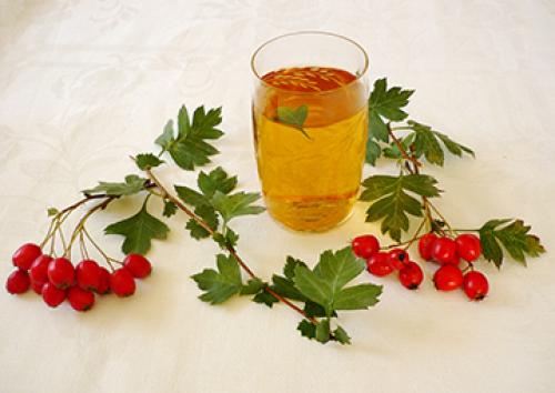 Безопасно ли пить отвар боярышника беременным и кормящим женщинам. Боярышник при грудном вскармливании — есть ли ограничения в употреблении?