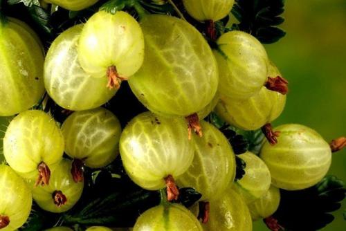 Самый крупноплодный крыжовник. 5 лучших сортов крыжовника с крупными и сладкими плодами