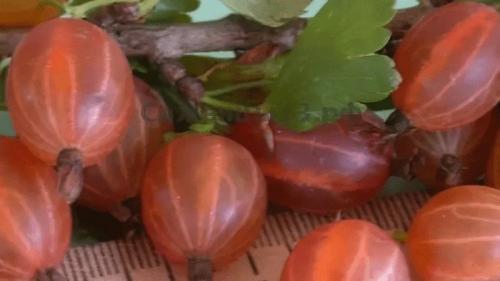 Самый крупноплодный крыжовник. 5 лучших сортов крыжовника с крупными и сладкими плодами