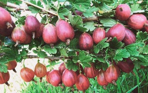 Самый крупноплодный крыжовник. 5 лучших сортов крыжовника с крупными и сладкими плодами