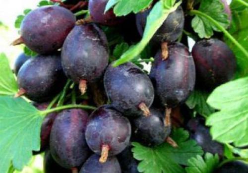 Какой выбрать сорт крыжовника для Подмосковья. Как выбрать крыжовник для Подмосковья 07