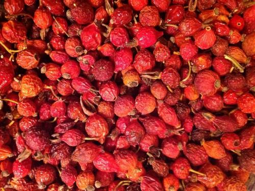 Когда можно собирать шиповник лесной. Какой шиповник можно собирать 04 Когда можно собирать шиповник лесной. Какой шиповник можно собирать 04