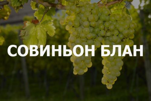 Какие белые сорта винограда включены в список 19 популярных. Как разбираться в вине (Часть 7: Тройка выдающихся сортов белого винограда)