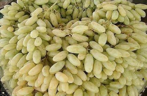В чем разница между белыми и красными сортами винограда. Продуктовый ликбез: пытаемся разобраться в оттенках виноградного