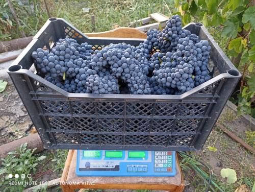 Какие сорта винограда лучше всего подходят для начинающих. Один из лучших сортов винограда для начинающих