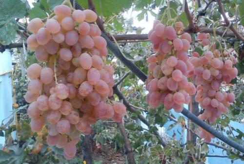 В чем разница между белыми и красными сортами винограда. Продуктовый ликбез: пытаемся разобраться в оттенках виноградного