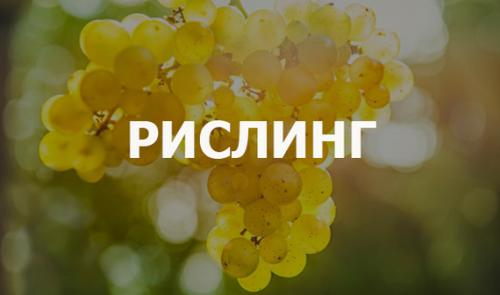 Какие белые сорта винограда включены в список 19 популярных. Как разбираться в вине (Часть 7: Тройка выдающихся сортов белого винограда)