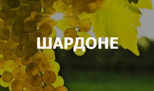 Чем отличаются белые сорта винограда по вкусу и аромату. Как разбираться в вине (Часть 7: Тройка выдающихся сортов белого винограда)