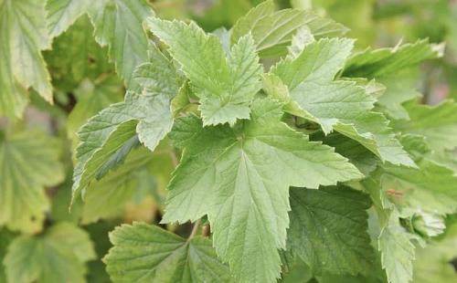 8 причин начать пить чай из листьев смородины.. Полезные свойства 03