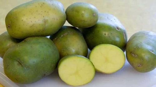 Зеленеет ли картошка от лампочки. Причины, почему выкопанные клубни могут зеленеть при свете солнца