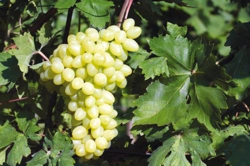 Какие из российских сортов винограда лучше всего подходят для приготовления красных вин. Винные сорта винограда, пригодные для выращивания в средней полосе РФ