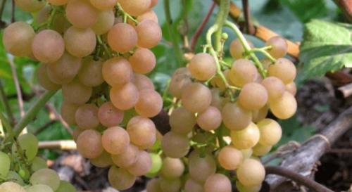 Какие из российских сортов винограда лучше всего подходят для приготовления красных вин. Винные сорта винограда, пригодные для выращивания в средней полосе РФ