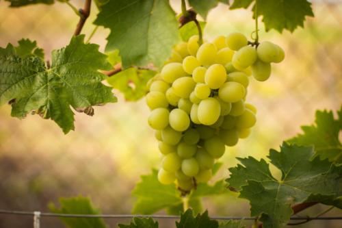 Настойка из винограда. 8 лучших рецептов приготовления виноградной настойки