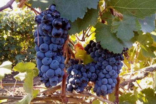 Главные красные и белые сорта: руководство по выбору вина 11 Главные красные и белые сорта: руководство по выбору вина 11